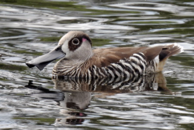 2 Dec bird survey